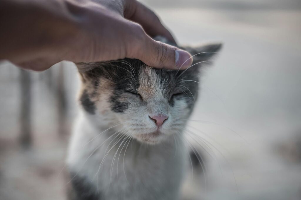 Close-up of a domestic cat enjoying a gentle pet by human hand; peaceful interaction.