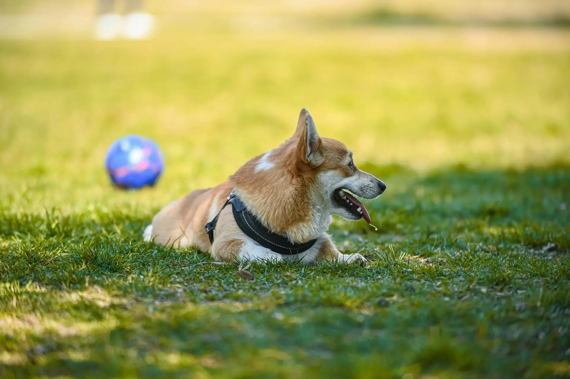 Cute Corgi resting in a park on a sunny day, lying on green grass with a playful ball nearby.