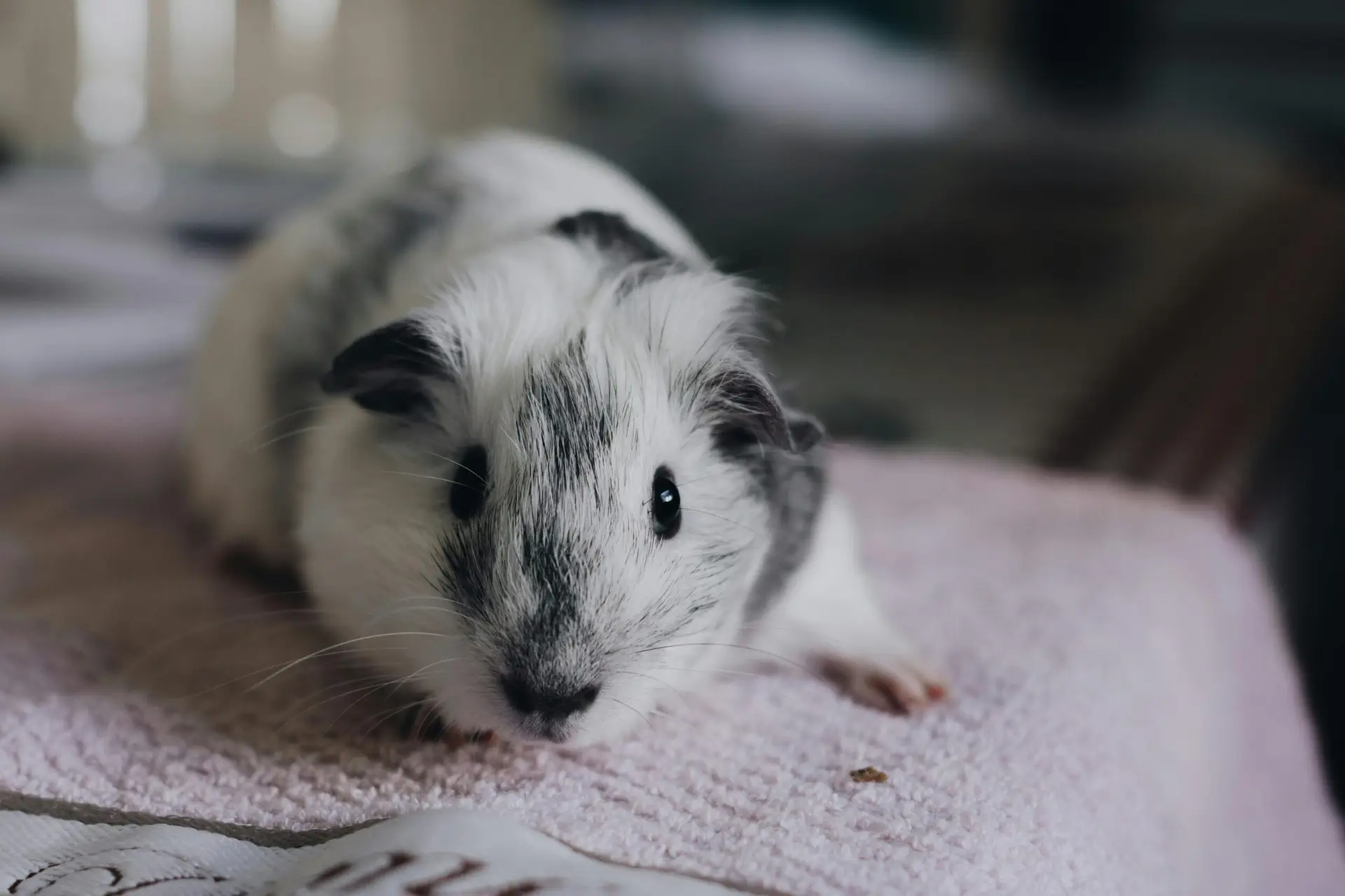 Close-up of a cute guinea pig resting on a soft towel, perfect for pet lovers.